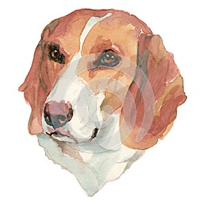 The small swiss hound watercolor hand painted dog portrait