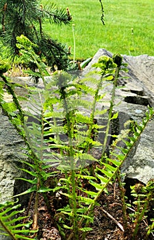 Small Sword Fern with Tendrils