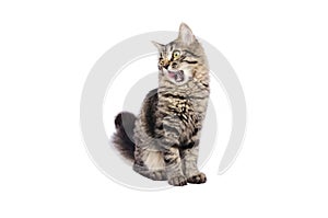 Small tabby cat is licking with the tongue over mouth, white background