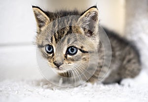 Small tabby kitten with blue eyes on cat tree in animal shelter