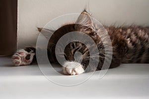 Small tabby kitten sleeping on a summer day