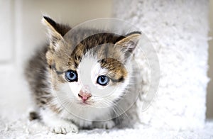 Small tabby and white kitten with blue eyes on cat tree in animal shelter