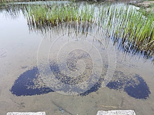 Small tadpoles in Heming Lake Park, Heming Wetland Park in the southern suburb of Xi`an, Shaanxi Province, China