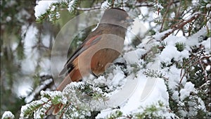 Small taiga bird Siberian jay, Perisoreus infaustus in wintery coniferous forest
