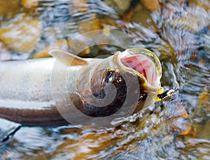 Small taimen (Hucho taimen) on a hook