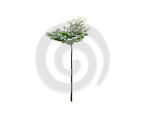 Small tall of Trimmed green tree isolated on white background.