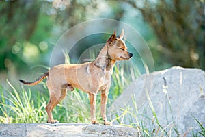 A small tan chihuahua dogs standing on a rock