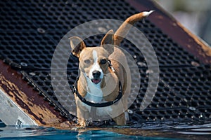 Small tan dna white terrier dog standing in a harness with front feet in wate