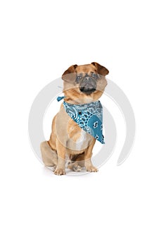 Small tan dog with floppy ears and a blue scarf photo