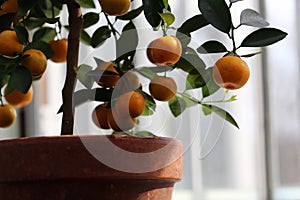 Small Tangerine Tree with Ripe Fruits Photographed in an Indoor Garden