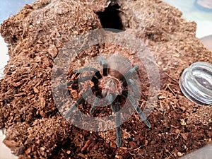 Small tarantula spider Brachypelma Vagans