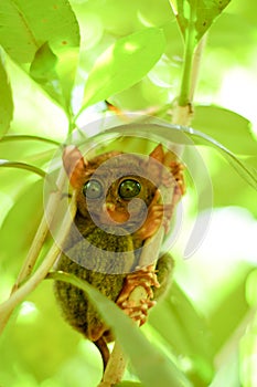 Small tarsier on the tree branch