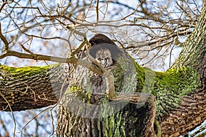 A small tawny owl sitting on a tree