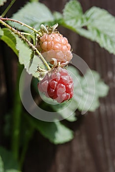 Small tayberries fruits on a twig