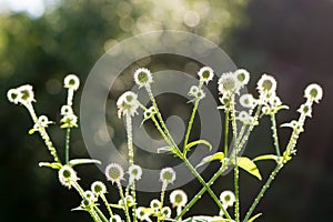 Small teasel (Dipsacus pilosus) flowers in bud