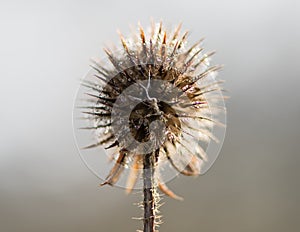 Small teasel Dipsacus pilosus seed head in winter