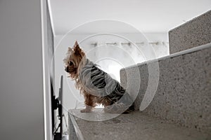 Small teddy bear Yorkshire terrier sitting on a stairstep