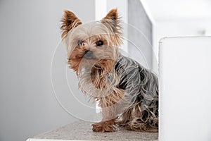 Small teddy bear Yorkshire terrier sitting on a stairstep and watch in Camera