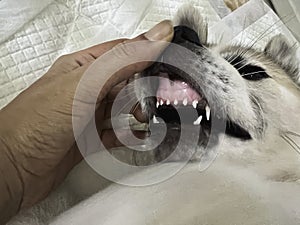 Small teeth of puppy,show dental care,cute little mouth