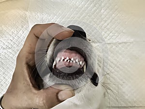 Small teeth of puppy,show dental care,cute little mouth