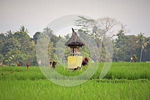a small temple in the middle of the rice fields, as worship to Dewi Sri, to bless the rice plants.
