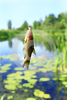 Small tench caught on fishing-rod. Fishing. Fish caught