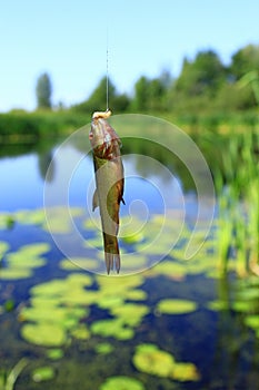 Small tench caught on fishing-rod. Fishing. Fish caught