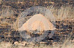Small termite hill in a burned area