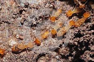 small termite teams