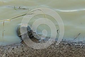 Small terrapin in dirty water