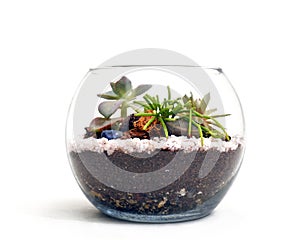 Small terrarium with succulents on white background photo