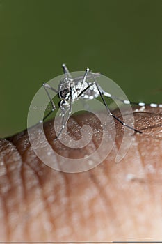 Small and terrible tiger mosquito