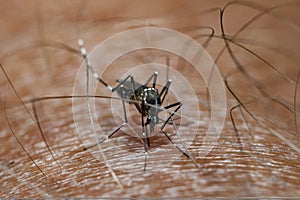 Small and terrible tiger mosquito