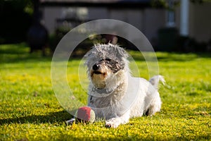 A small terrier dog on green grass