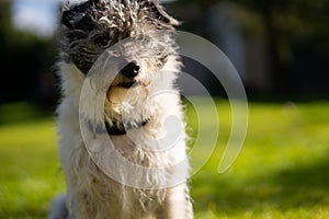 A small terrier dog on green grass