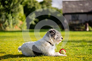 A small terrier dog on green grass