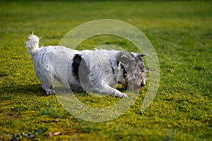 A small terrier dog on green grass