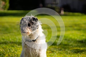 A small terrier dog on green grass