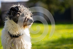 A small terrier dog on green grass