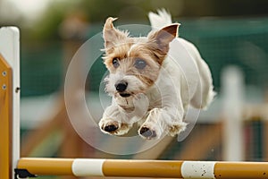 Small terrier dog jumping over obstacle while doing agility sport