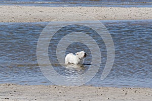 A small terrier dog is playing in a sea water