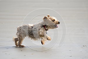 Small terrier dog running on the beach playing fetch