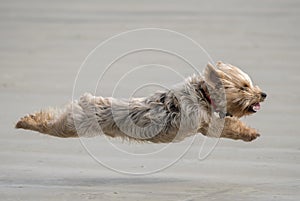 Small terrier dog running on the beach playing fetch flying in the air