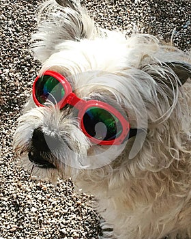 Small terrier dog wearing red framed sun goggles