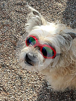 Small terrier dog wearing red framed sun goggles