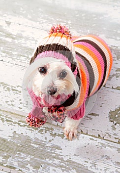 Small terrier wearing winter fashion