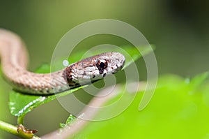 Small Texas Brown Snake