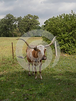 Small Texas Longhorn Cow Standing in a Green Pasture