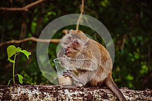 Small thai monkey drinking coffee on the tree