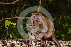 Small thai monkey drinking coffee on the tree